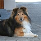 Hausplatz-Sheltie