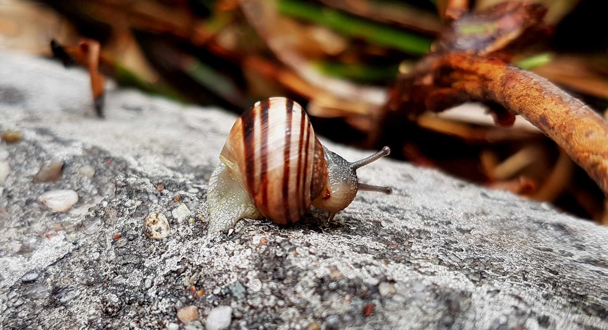 Hausputz - Bänderschnecke beim putzen mit radula