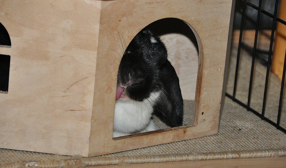 Hausputz - "Mein Mann ist kein Kaninchen sondern ein Schwein!"