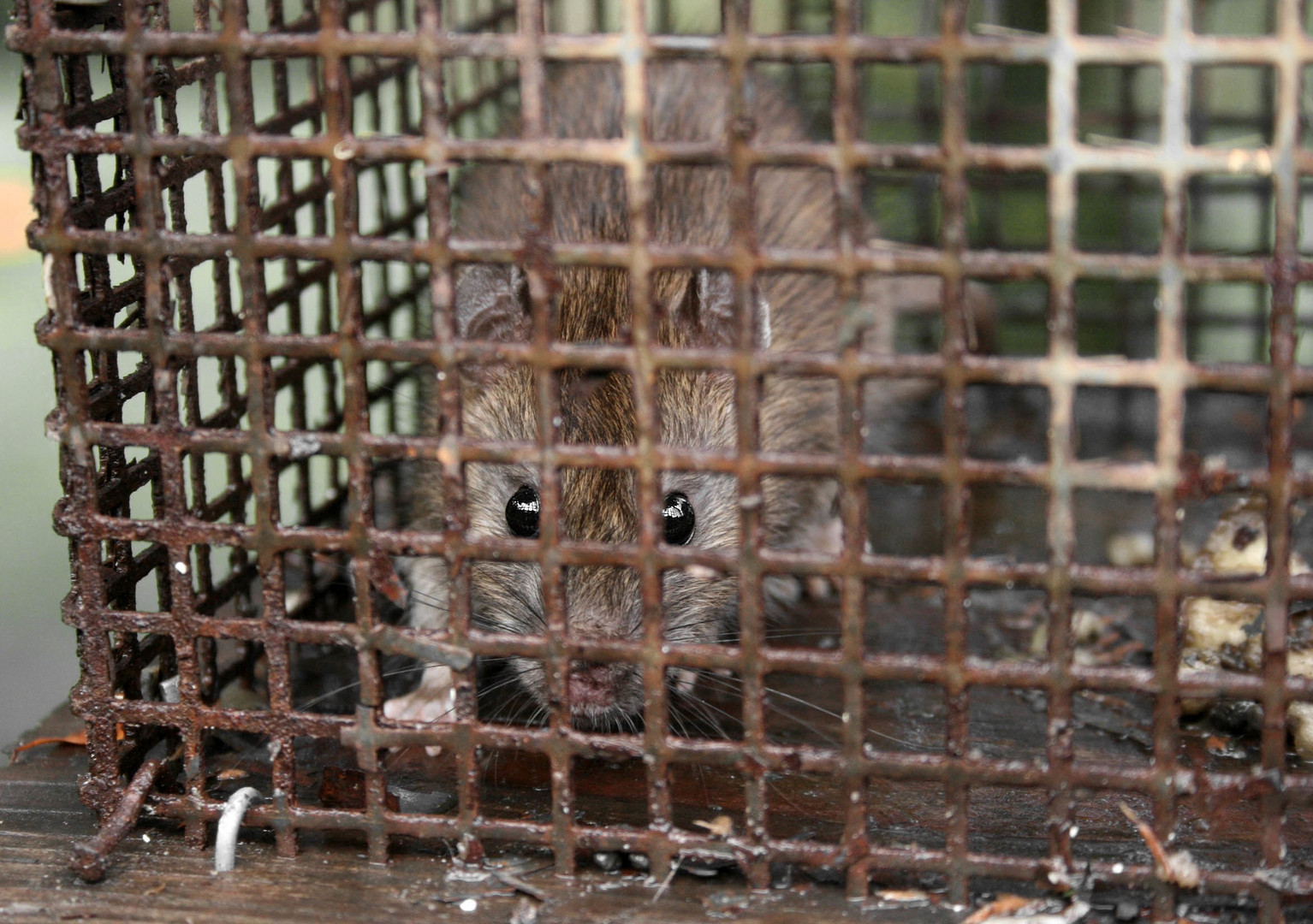 Hausratte in Lebendfalle