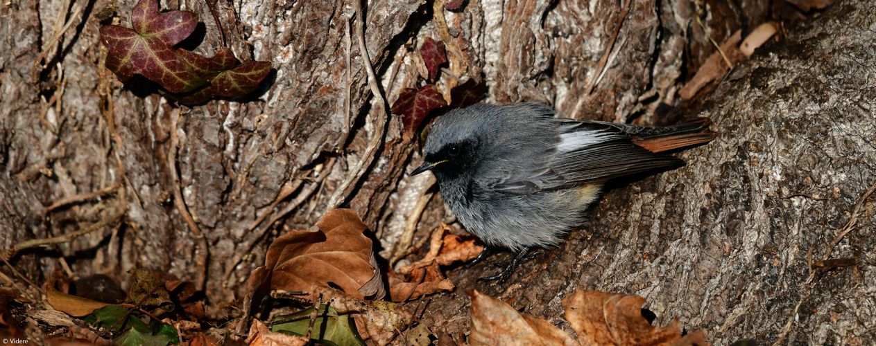 Hausrotschwänzchen 