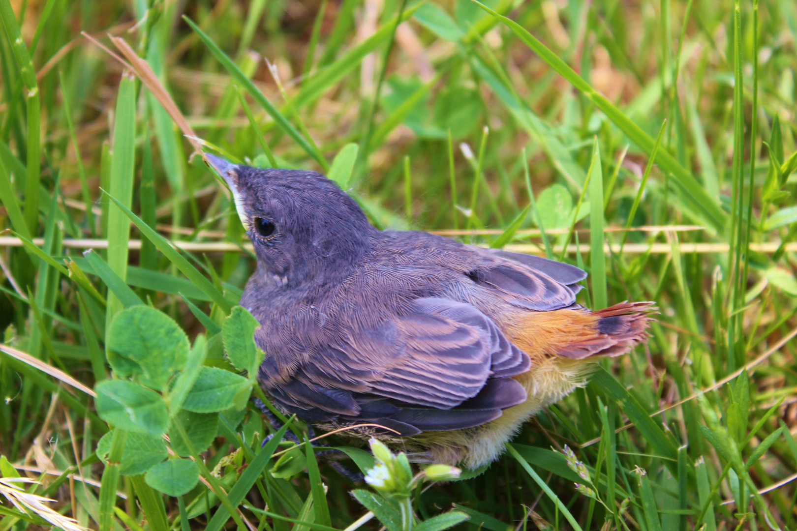 HAUSROTSCHWÄNZCHEN im Garten