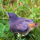 HAUSROTSCHWÄNZCHEN im Garten