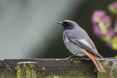 Hausrotschwänzchen männlich