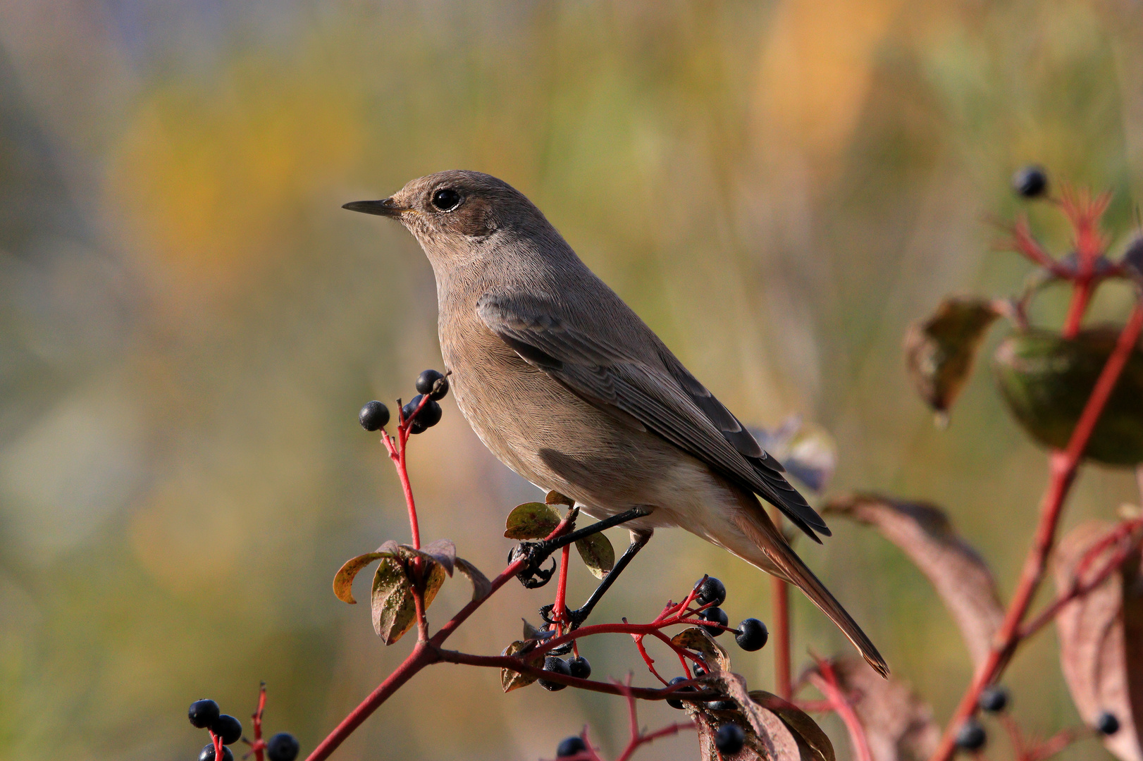 Hausrotschwänzchen, w., Phoenicurus ochruros