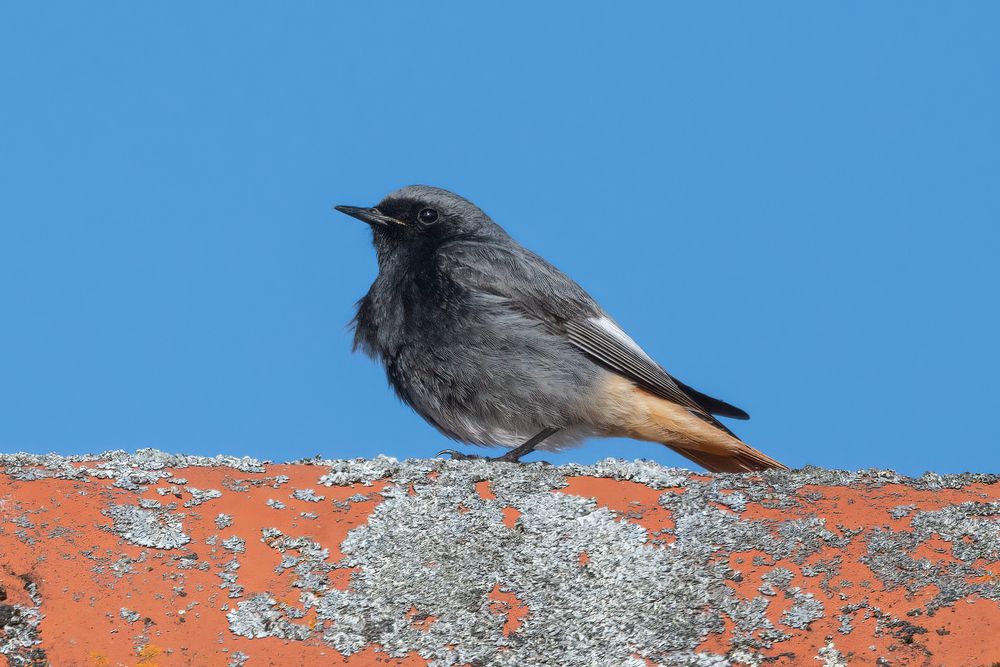 Hausrotschwanz Foto & Bild deutschland, europe, brandenburg Bilder