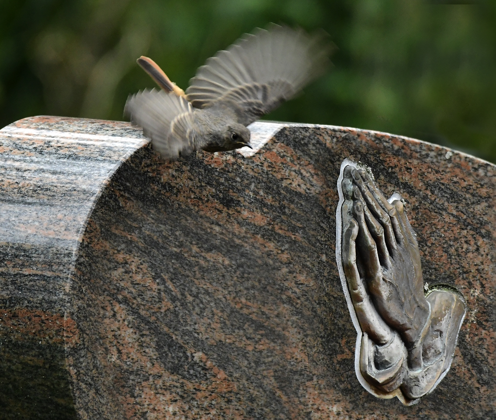 Hausrotschwanz Abflug. Applaus oder Gebet?