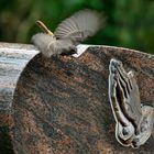 Hausrotschwanz Abflug. Applaus oder Gebet?