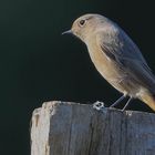 ...... Hausrotschwanz auf Weidepfosten