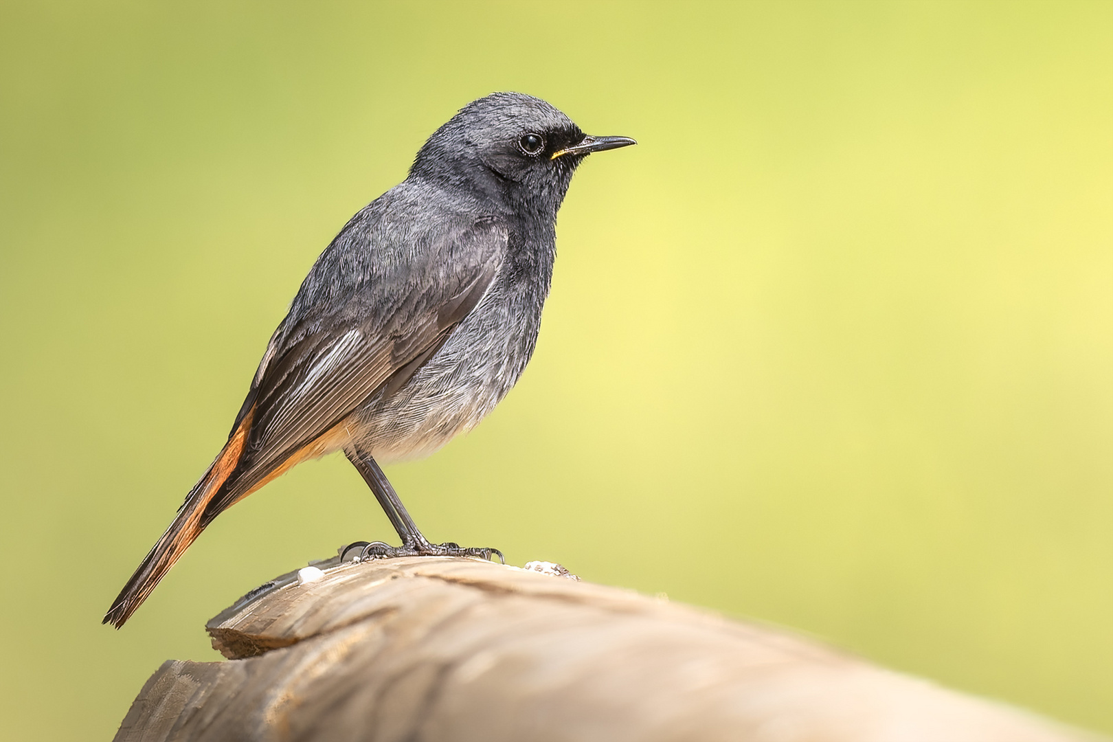 Hausrotschwanz / blackredstart / phoenicurus ochruros