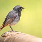 Hausrotschwanz / blackredstart / phoenicurus ochruros