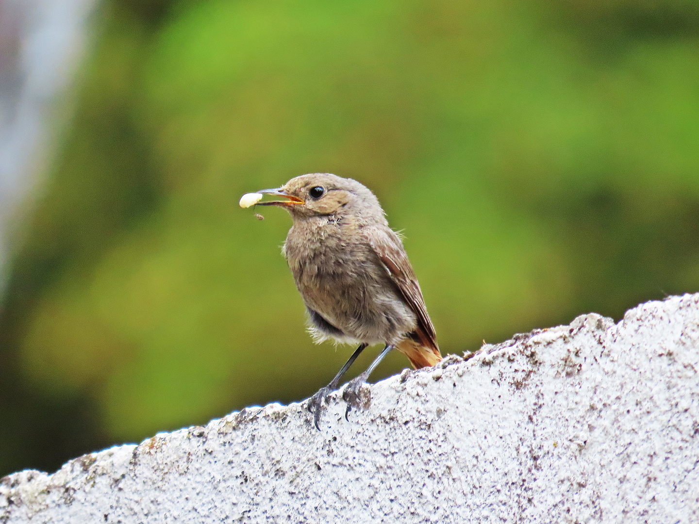 Hausrotschwanz - ein flügger Jungvogel