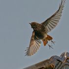 Hausrotschwanz fliegt im Abendlicht 