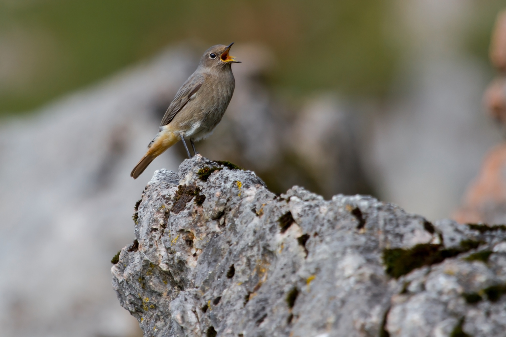 Hausrotschwanz (gibraltariensis)