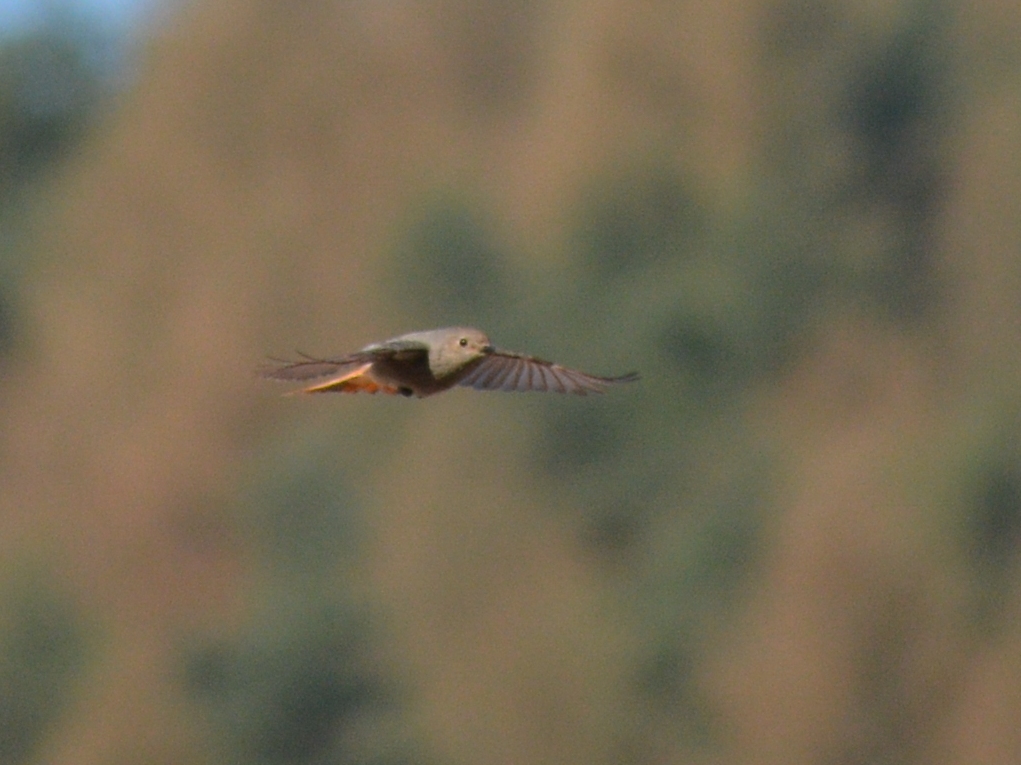 Hausrotschwanz im Flug