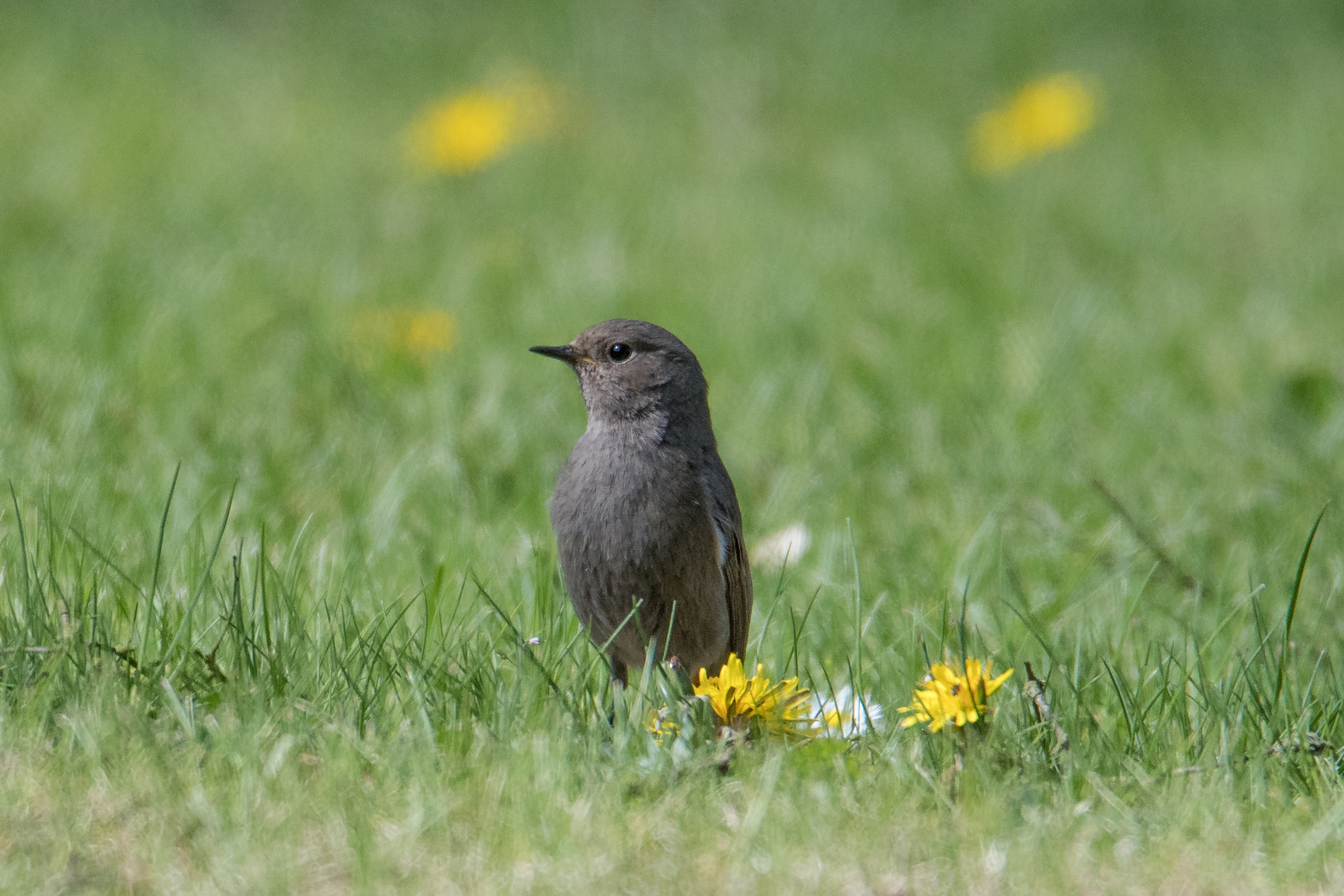 Hausrotschwanz im Garten