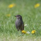 Hausrotschwanz im Garten