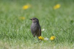 Hausrotschwanz im Garten