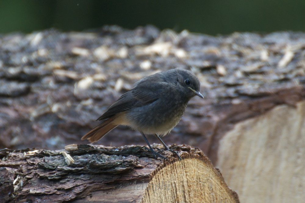 Hausrotschwanz im Wald?