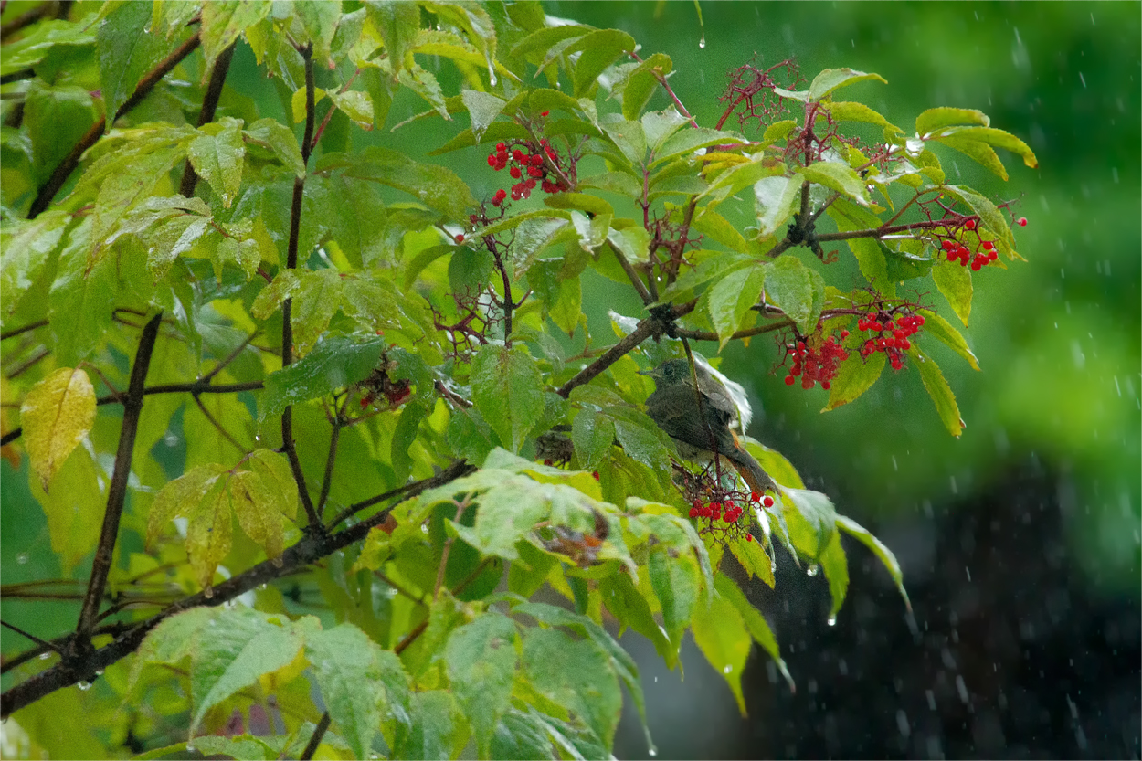 Hausrotschwanz in Deckung vor dem Regen