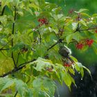 Hausrotschwanz in Deckung vor dem Regen