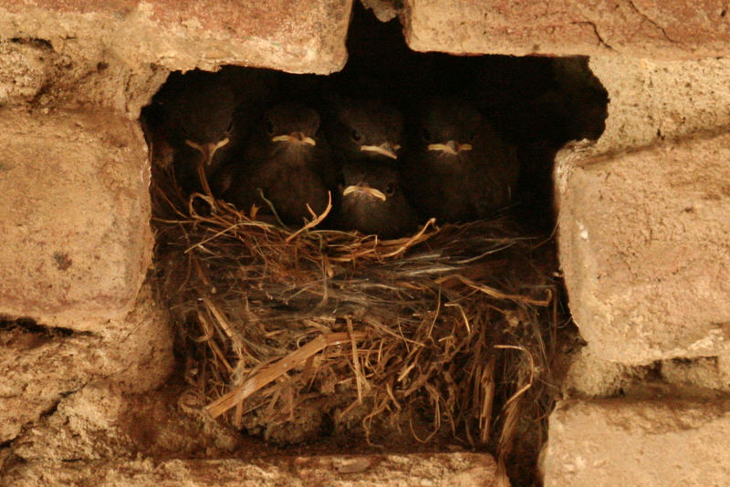 Hausrotschwanz Jungvögel