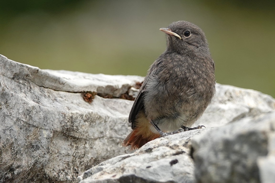 Hausrotschwanz Jungvogel