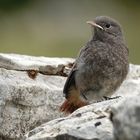 Hausrotschwanz Jungvogel