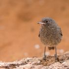 Hausrotschwanz Jungvogel