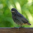 Hausrotschwanz Jungvogel