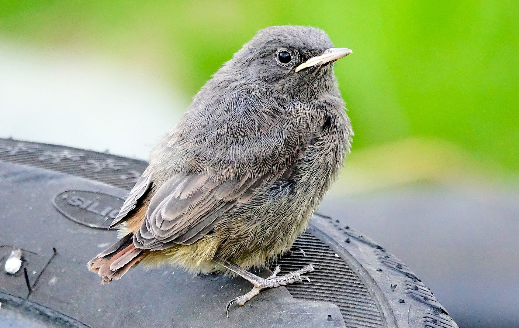 Hausrotschwanz Jungvogel