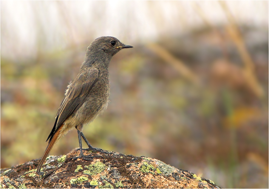 Hausrotschwanz, Jungvogel