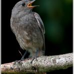 Hausrotschwanz Jungvogel...