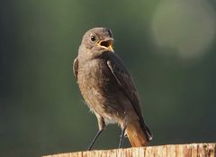 Hausrotschwanz, Jungvogel