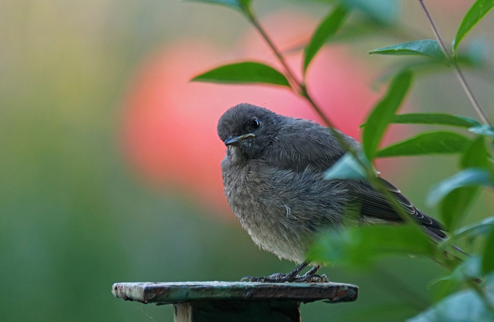 Hausrotschwanz (Jungvogel)