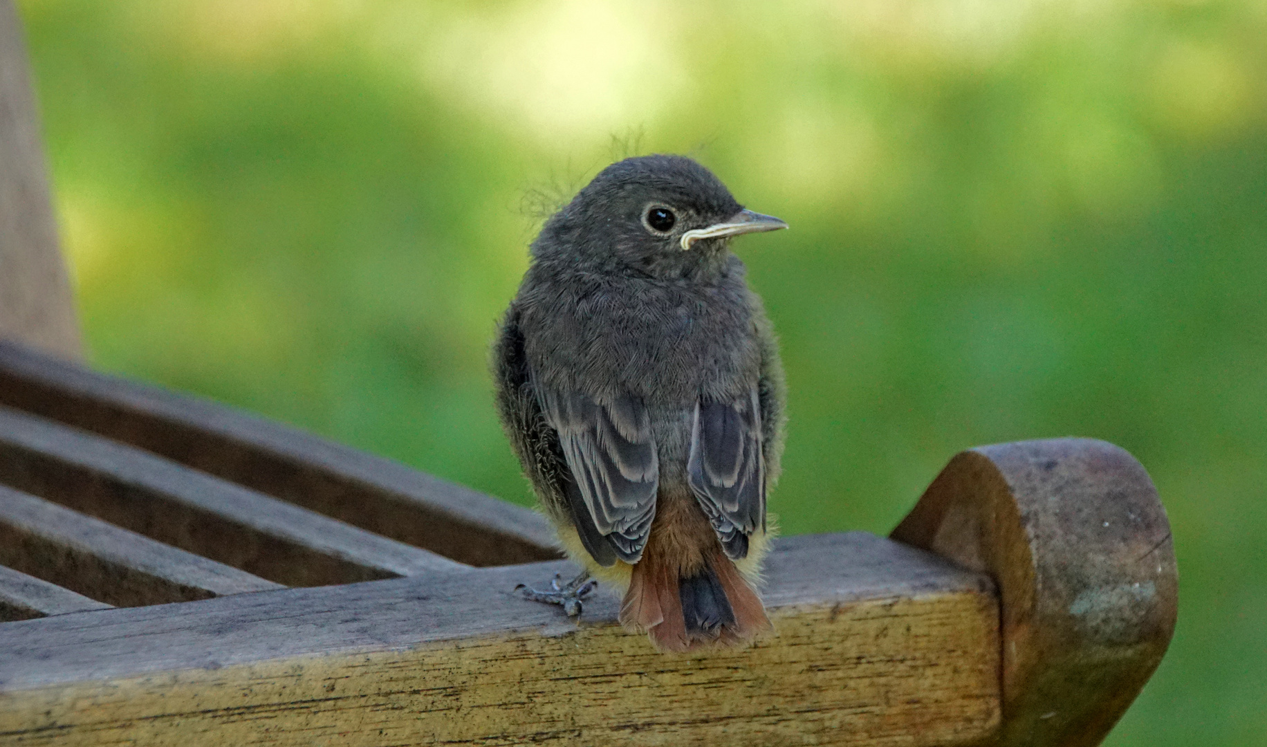 Hausrotschwanz Jungvogel