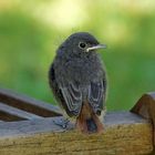 Hausrotschwanz Jungvogel