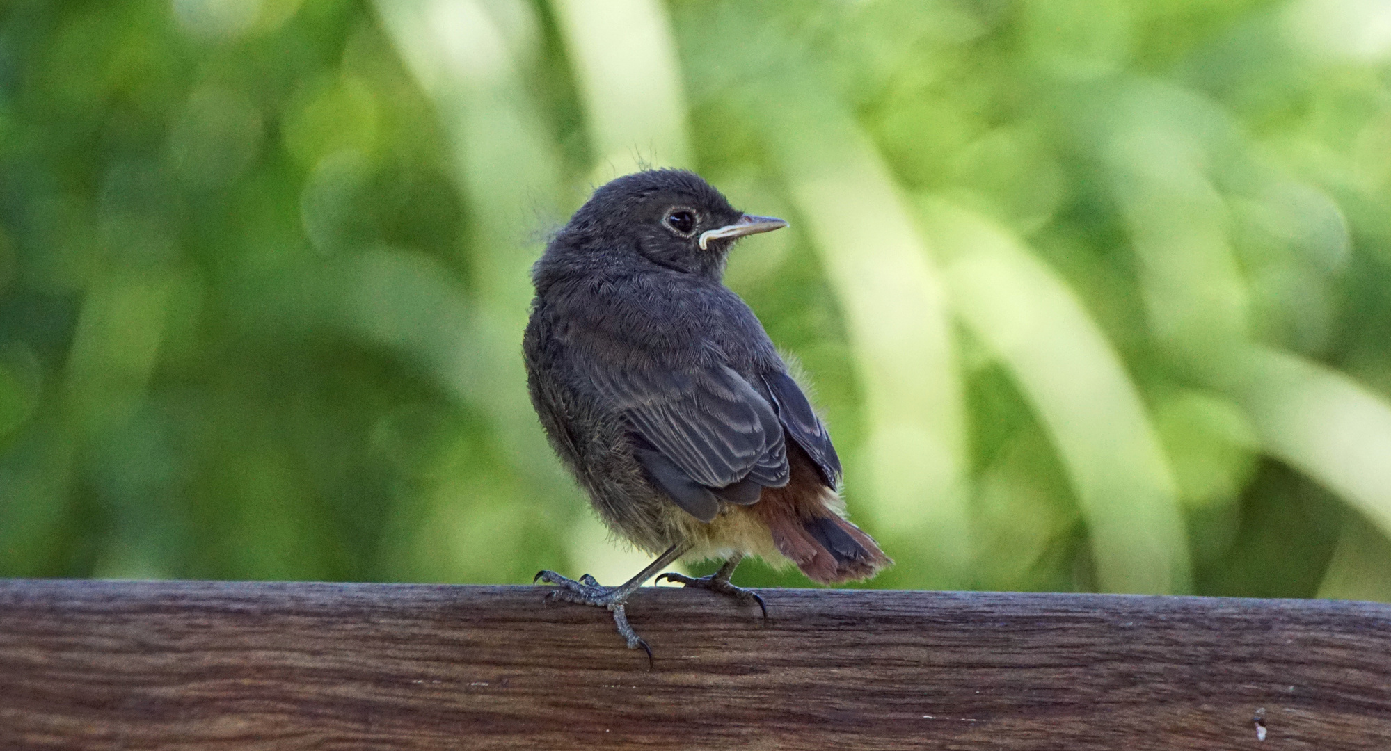 Hausrotschwanz Jungvogel