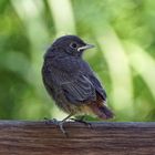 Hausrotschwanz Jungvogel