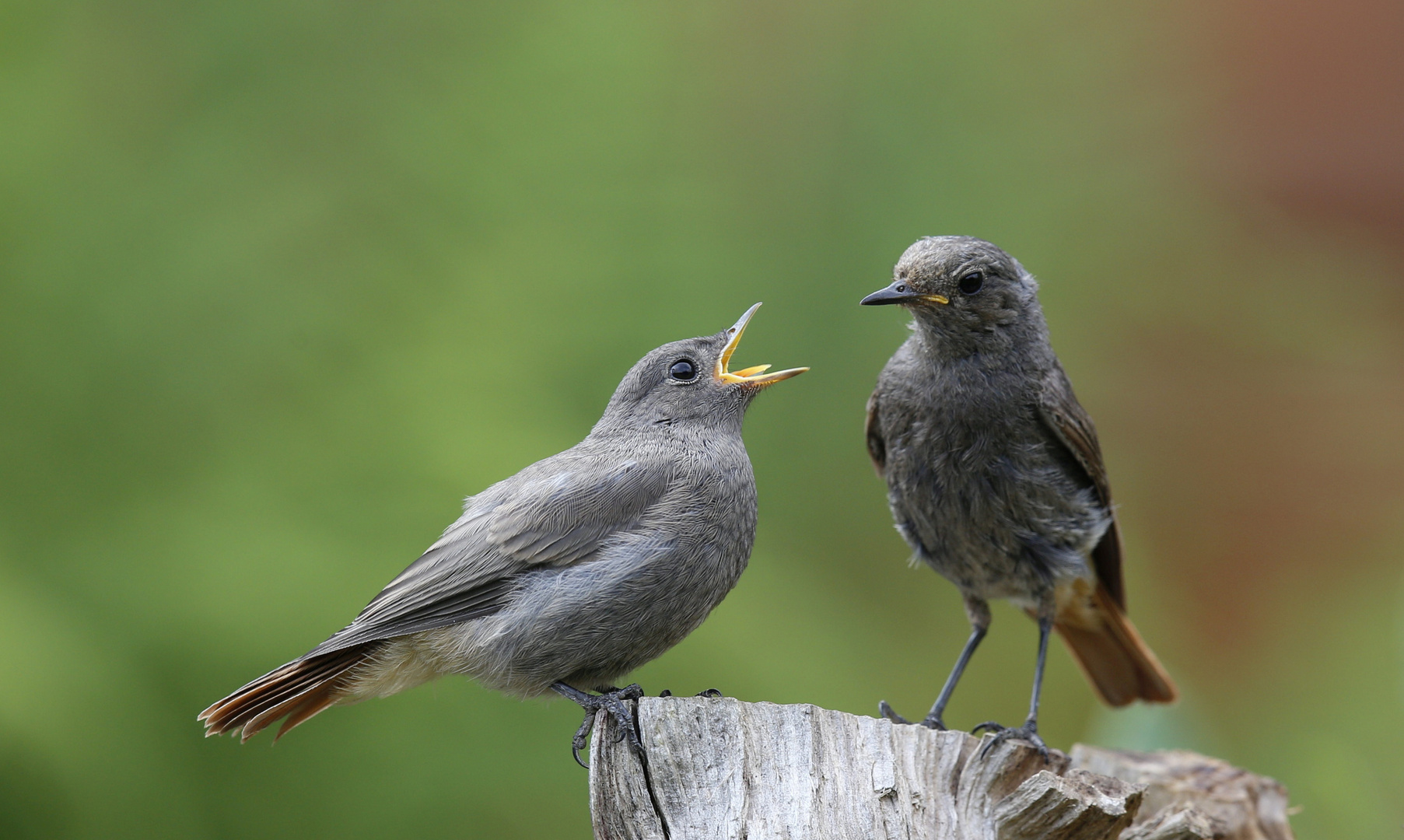 Hausrotschwanz - Jungvogel bettelt