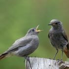 Hausrotschwanz - Jungvogel bettelt