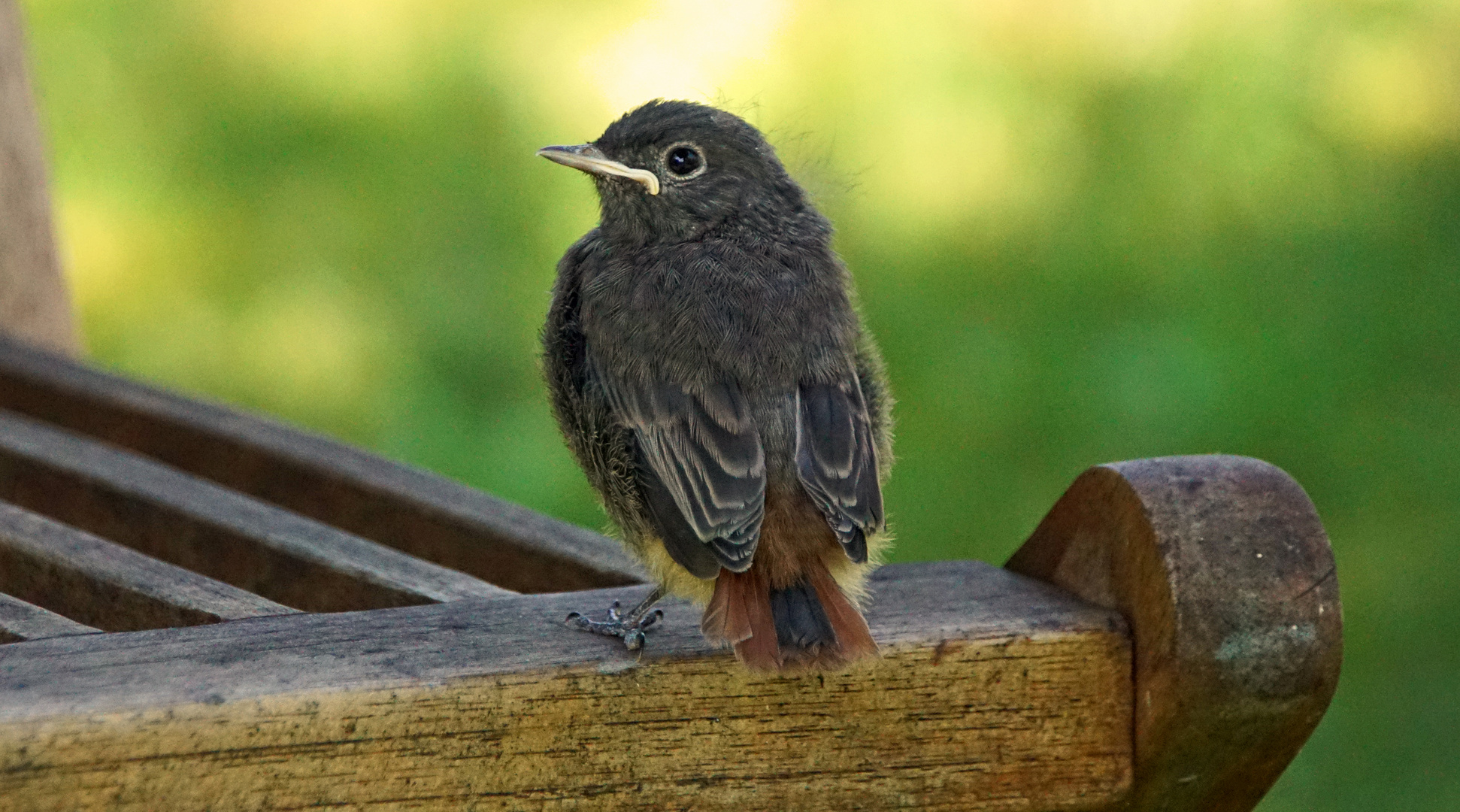 Hausrotschwanz Jungvogel