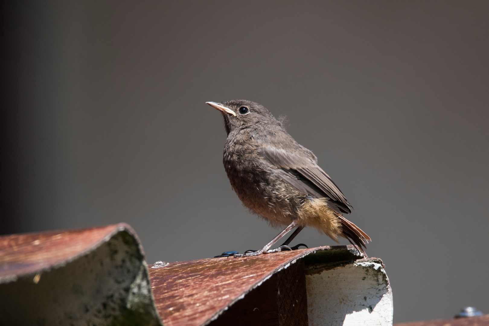 Hausrotschwanz - Jungvogel