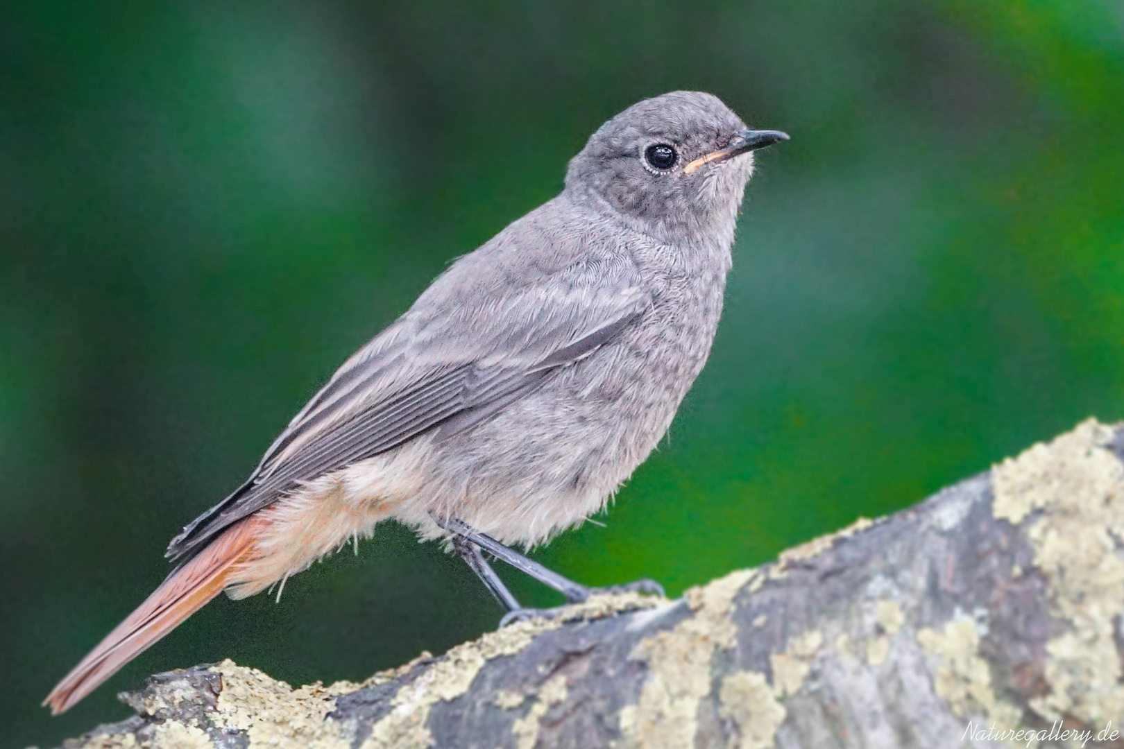 Hausrotschwanz Jungvogel 