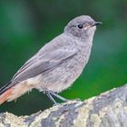 Hausrotschwanz Jungvogel 