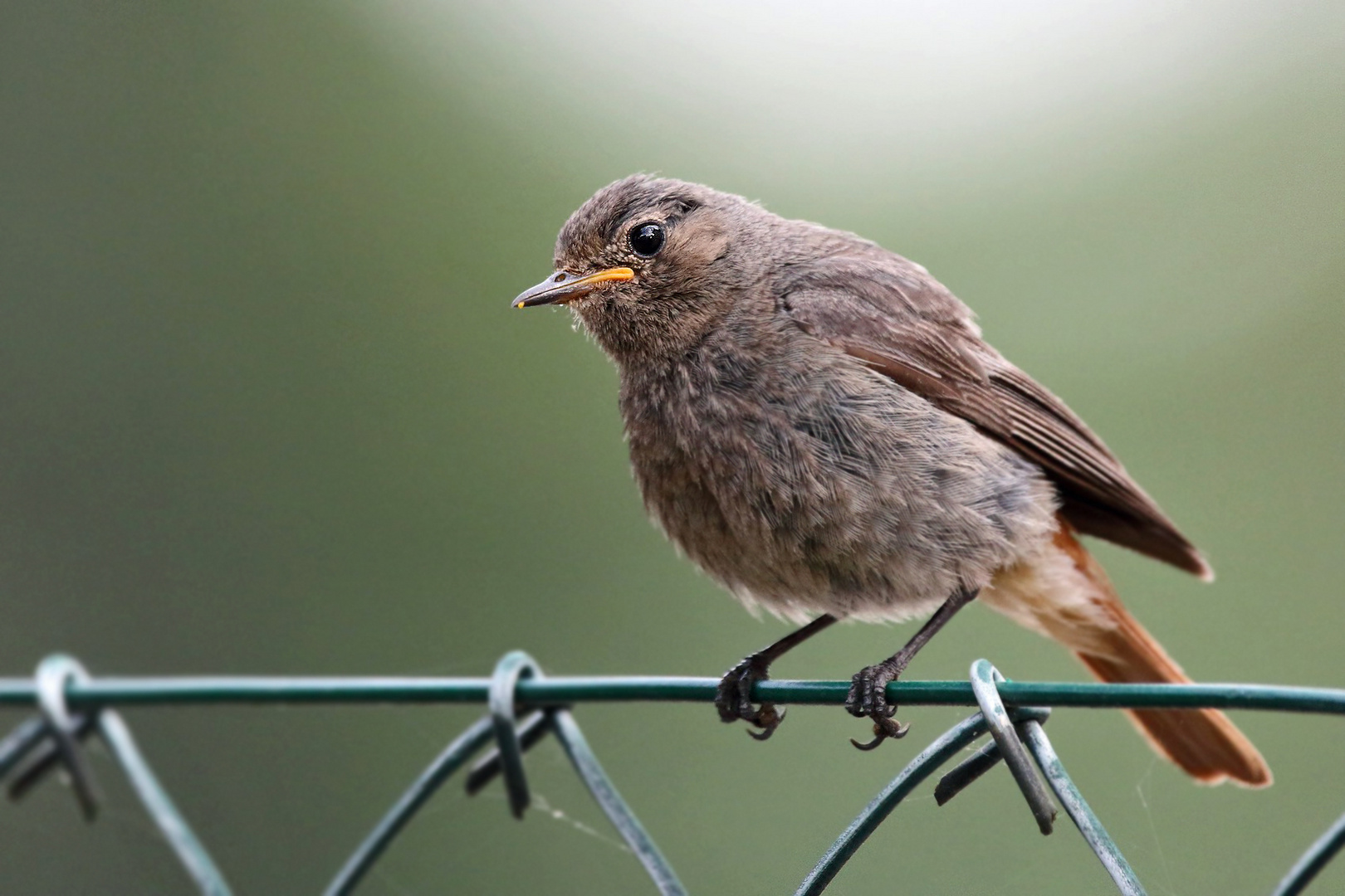 Hausrotschwanz, Jungvogel flügge