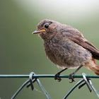 Hausrotschwanz, Jungvogel flügge