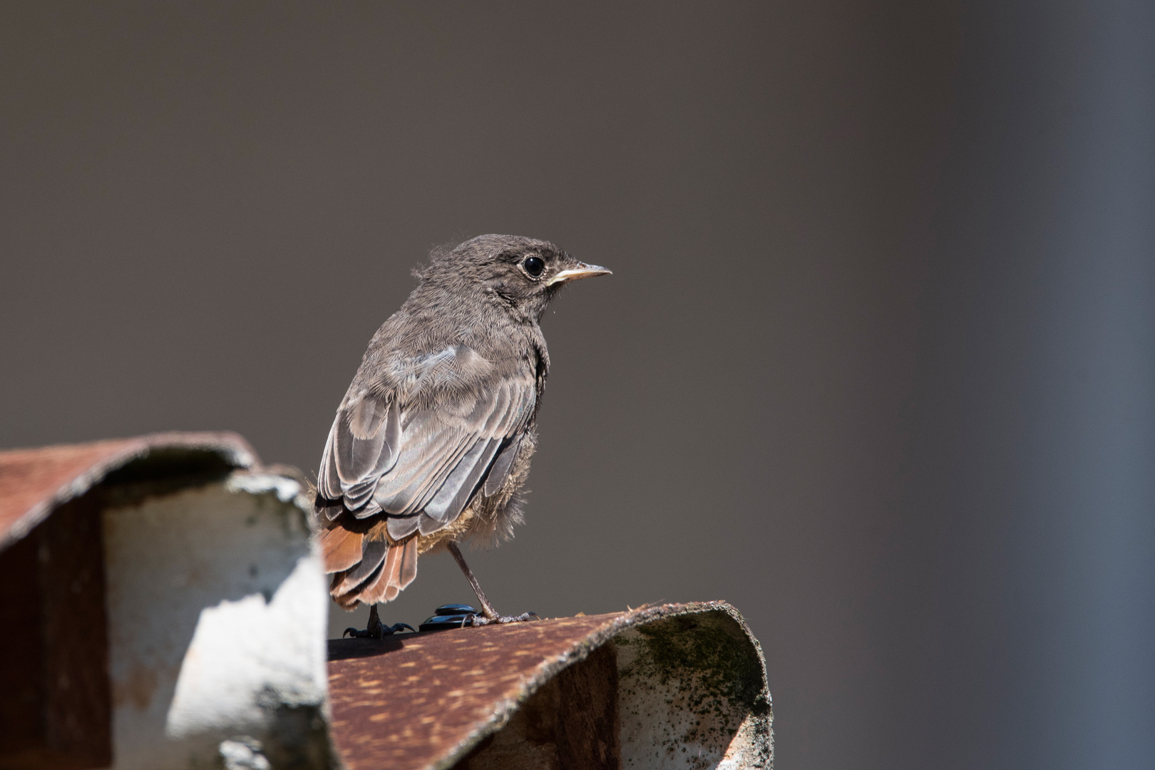 Hausrotschwanz - Jungvogel  (II)