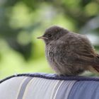 Hausrotschwanz Nachwuchs auf unserer Terrasse