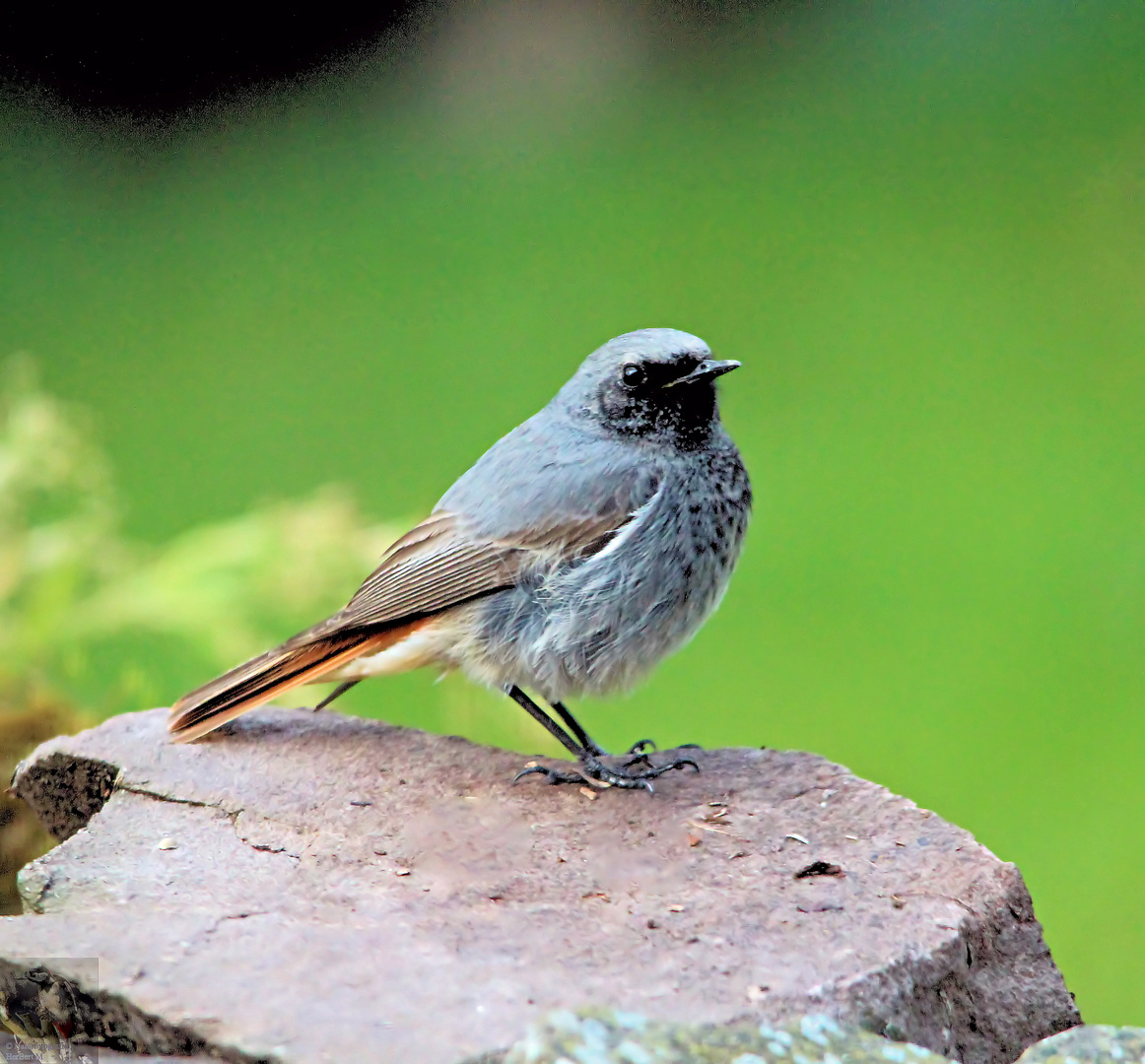 Hausrotschwanz (Phoenicurus ochcuros) männl.